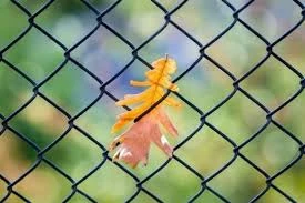 adding chicken wire to fence