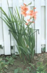tall plant supports